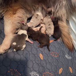 Pomsky puppies from Illinois Poms