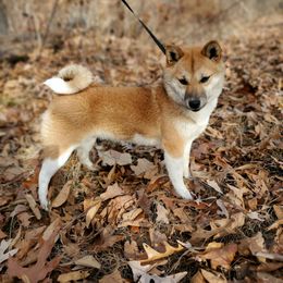 Molly - Shiba Inu