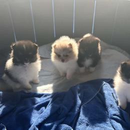 Pomeranians from Starlight Poms