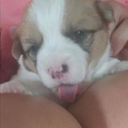 Bailey - Red female Pembroke Welsh Corgi puppy in Walnut, Iowa from Michelle's House of Corgi's