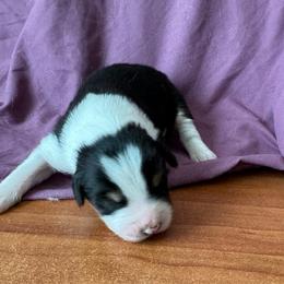 Boy 1 - Black tri-color male Australian Shepherd puppy in Rosamond, California from Fly by Nite Australian Shepherds