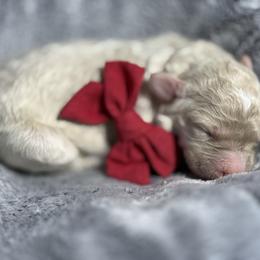 Esme red collar - Cream female Goldendoodle puppy in Lexington, North Carolina from Deborah’s Doodles