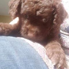 Spanish Water Dog Puppies from The Woolly Dog Ranch