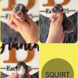 Squirt - Blue and white male Chihuahua puppy in Harrison, Michigan from Cloud9 Chihuahuas