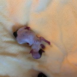 Cooper - Chocolate and white male Chihuahua puppy in Red Bluff, California from Aye Chihuahua
