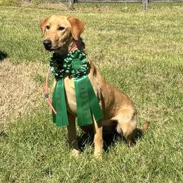 Labrador Retriever All Grown Up from Daylin’s Doodles & Labradors