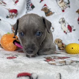 Sincity Sonny - Blue brindle male Whippet puppy in Harlingen, Texas from Sincity Dogs Hobby Kennel