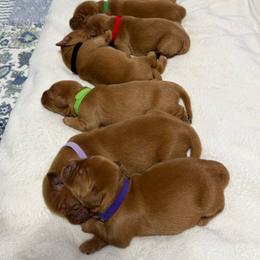 Pick 1,2,3 - Dark golden female Golden Retriever puppy in Huntington Beach, California from Beach Cities Golden Retrievers