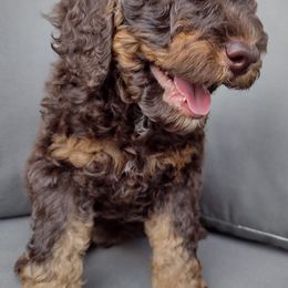 Poodles from Little Albion