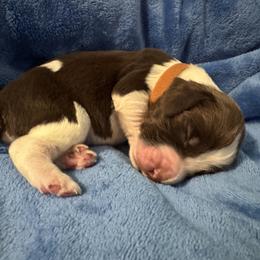 Brown - Liver white and roan male English Springer Spaniel puppy in Williston, Florida from Bizzy Farms English Springer Spaniels