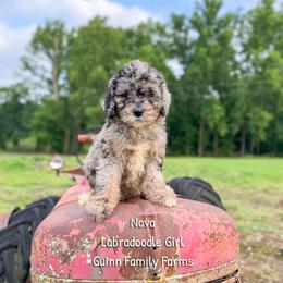 Nova - Merle female Labradoodle puppy in Grove, Oklahoma from Guinn Family Farms