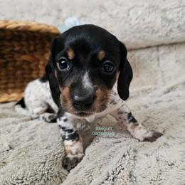 Graham smooth Black and tan pie male - Piebald male Dachshund puppy in Herald, California from Bluegum Dachshunds