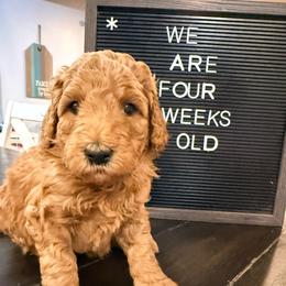 Lumi - Red  female Goldendoodle puppy in Macclenny, Florida from Baker County Goldendoodles