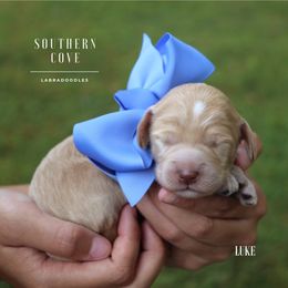 Luke - Caramel male Australian Labradoodle puppy in Winter Haven, Florida from Southern Cove Labradoodles