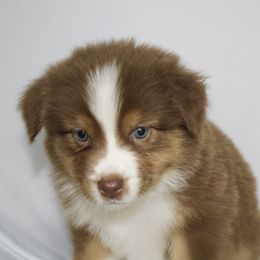 Chestnut - Red tri-color female Australian Shepherd puppy in Richmond, Texas from Big Zen Aussies