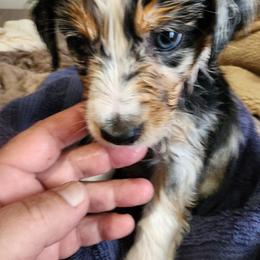 Blue (collar color) you name her - Blue merle male Miniature American Shepherd puppy in Centralia, Washington from Blackjack Mini Aussies