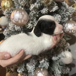 Jingle - Piebald female Dachshund puppy in Saint Peter, Illinois from Ashton’s Doxies of Southern IL