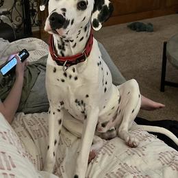 Dalmatian All Grown Up from Rosais Acres LLC
