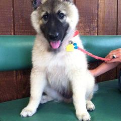 Belgian Tervuren Puppies from CoKo Belgian Tervuren