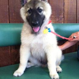 Belgian Tervuren Puppies from CoKo Belgian Tervuren