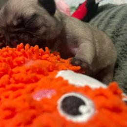 Debbie - Fawn female Pug puppy in Hanover, Virginia from Pure Pugs