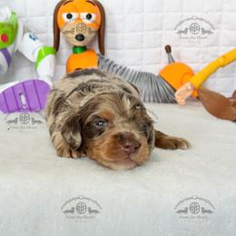 Mr. Black-4800 - Dapple male Dachshund puppy in Ocala/Gainesville, Florida from From the Heart Doxies