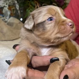 Miniature Australian Shepherd Puppies from Yost Family Mini Aussies