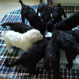 Poodle Puppies from Magnificent Standards