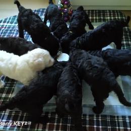 Poodle Puppies from Magnificent Standards