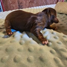 Brutus - Chocolate and tan male Dachshund puppy in Stillwater, Oklahoma from Shade Tree Dachshunds