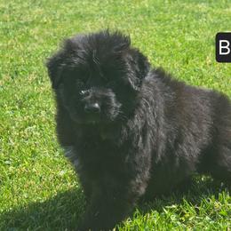 Black Collar - Black male German Shepherd puppy in Sumner, Iowa from Vom Wilke Kennels