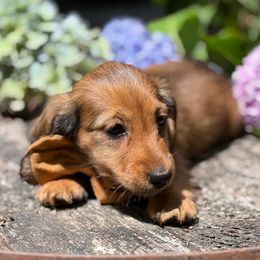 Dachshund puppies from Lion's Gate Dachshunds