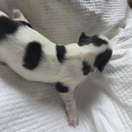 Japanese Chin Puppies from Chincredible Puppies