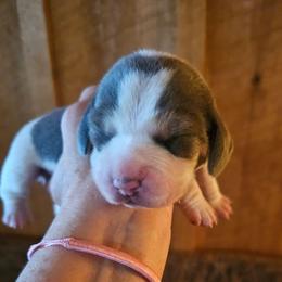 Green Collar - Blue tan and white male Beagle puppy in Knoxville, Tennessee from River Valley Hounds