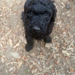 Dave - Blue male Poodle puppy in Shoreline, Washington from Fluffy Poodles