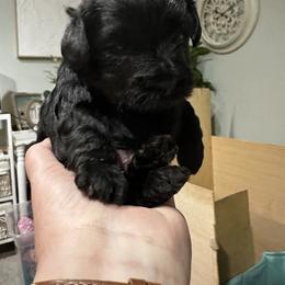Yorkipoo Puppies from Anderson's Yorkiepoo