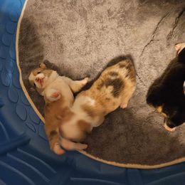 American Corgi Puppies from GC Farms Corgis