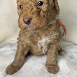 Orange - Red  male Goldendoodle puppy in Cleveland, Georgia from The O.G. Doodles