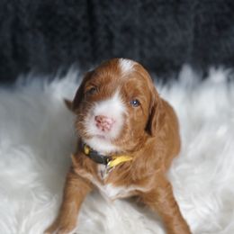 Chanel - Red female Labradoodle puppy in Fontana, California from Glory Labradoodle’s
