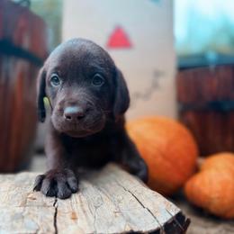 Scout - Chocolate male Labrador Retriever puppy in Sweet Home, Oregon from Knotty Creek Labradors