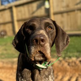 Codigo - German Shorthaired Pointer