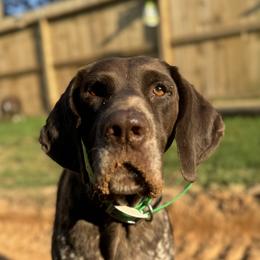 Codigo - German Shorthaired Pointer
