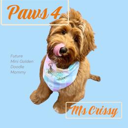 Crissy - Goldendoodle