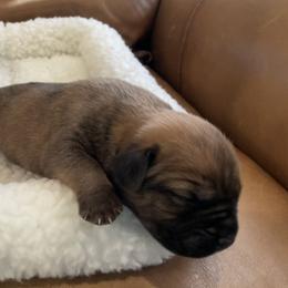 Roman - Fawn male Cane Corso puppy in San Isidro, Texas from MTZCC Ranch, LLC