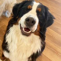 Bernedoodles from Parker Farm Pups