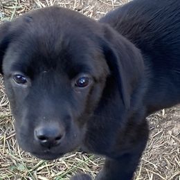 Violet-sparkly lavender collar - Black Labrador Retriever puppy in Springfield, Missouri from Kellner Labradors