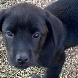 Violet-sparkly lavender collar - Black Labrador Retriever puppy in Springfield, Missouri from Kellner Labradors