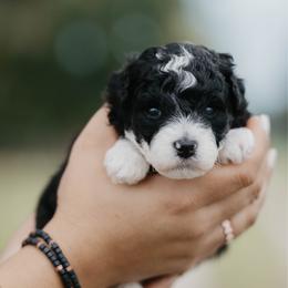Primrose - Black and white female Aussiedoodle puppy in Lake City, Florida from North Florida Poodles and Doodles