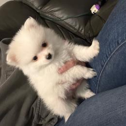 Pinky pie - White female Pomeranian puppy in Rhode Island from Heartfelt Kennels