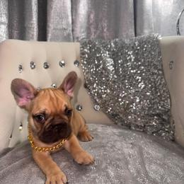 Nip - Fawn male French Bulldog puppy in Fort Wayne, Indiana from Jack & Ruby's Frenchies